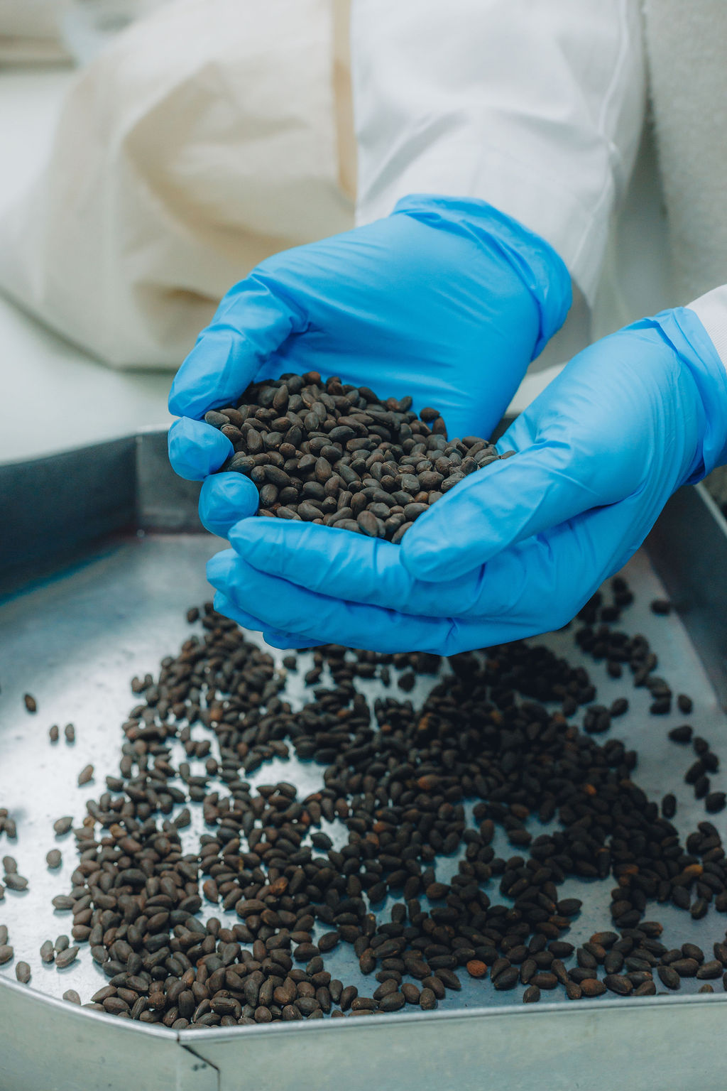 Seed quality at CSD: reducing mechanical damage