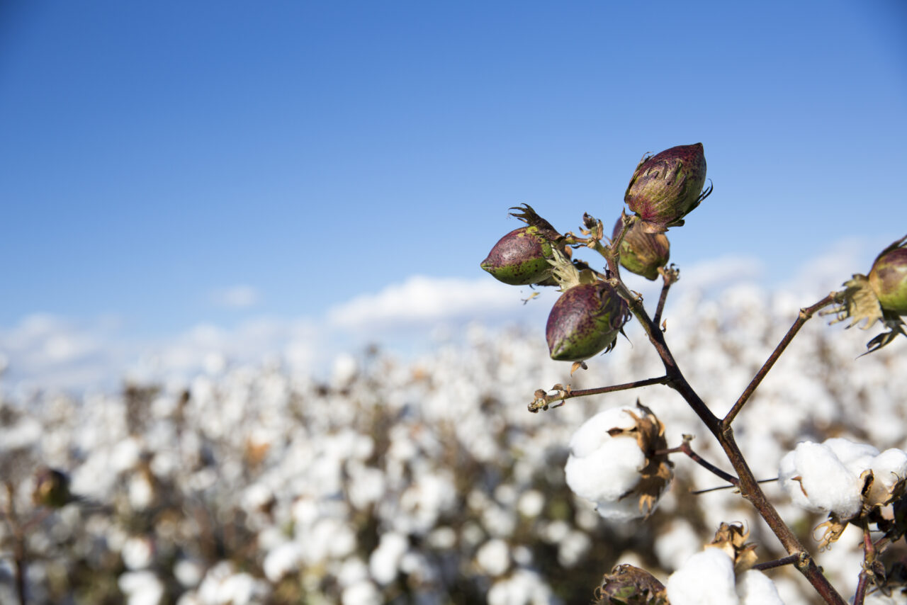Cotton Boll Accumulation and Yield Potential - Cotton Seed Distributors