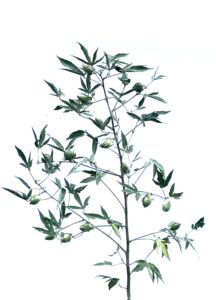 Siokra 253B3XF