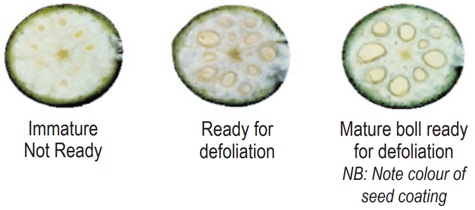 Boll Progression Figure 1: Appearance of cut bolls and seed maturity