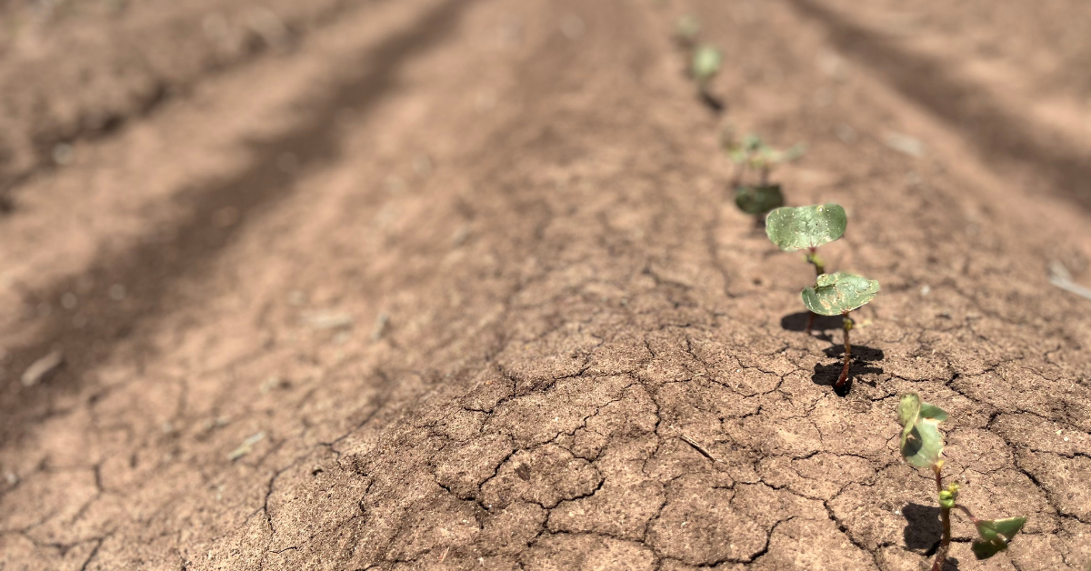 Diggin’ deep: Understanding your cotton crop’s soil condition