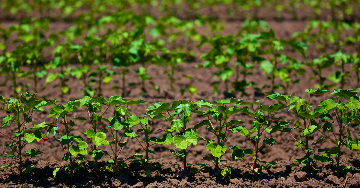 10 reasons to get the Green Light for Planting