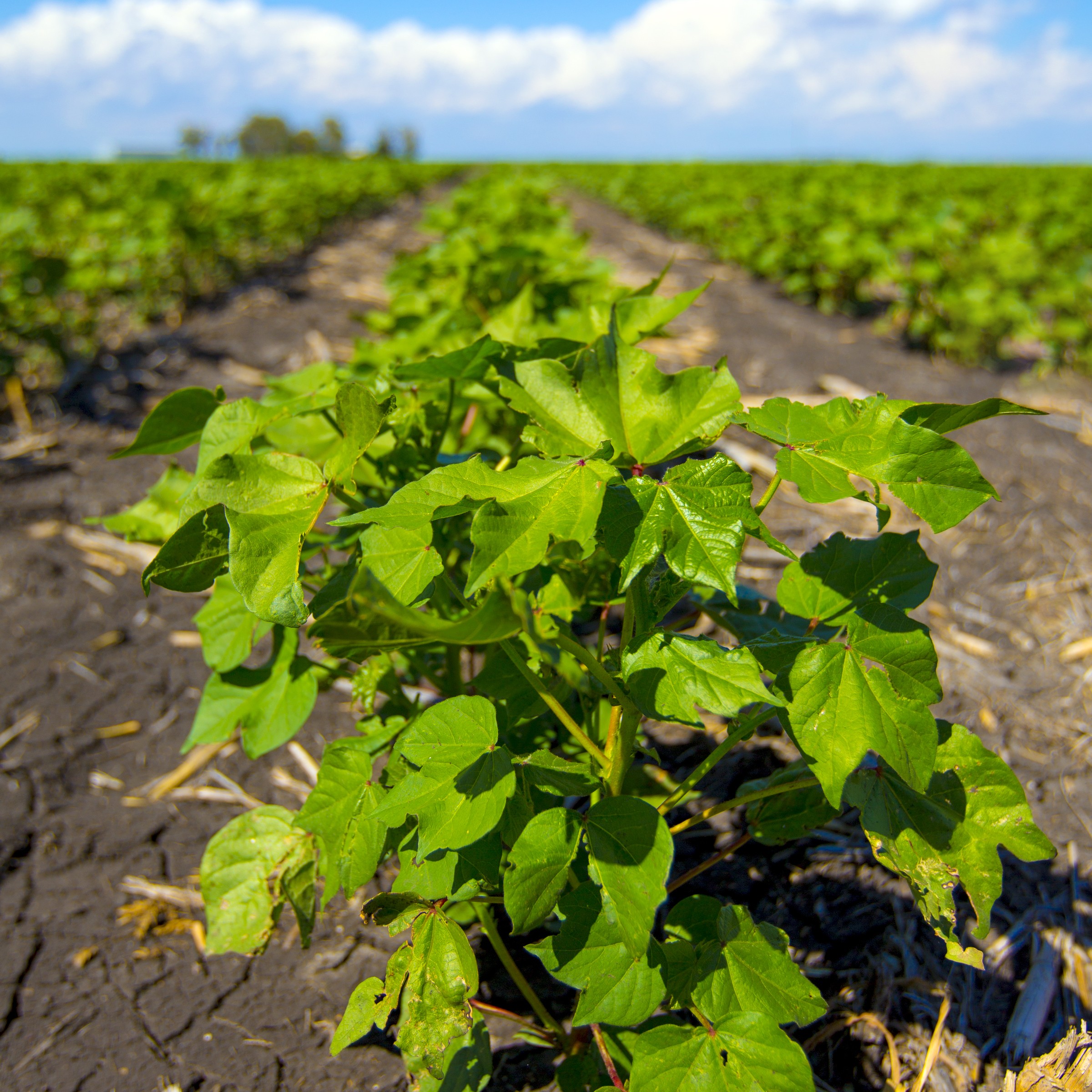 Updated soil temperature advice helps growers make more informed planting decisions