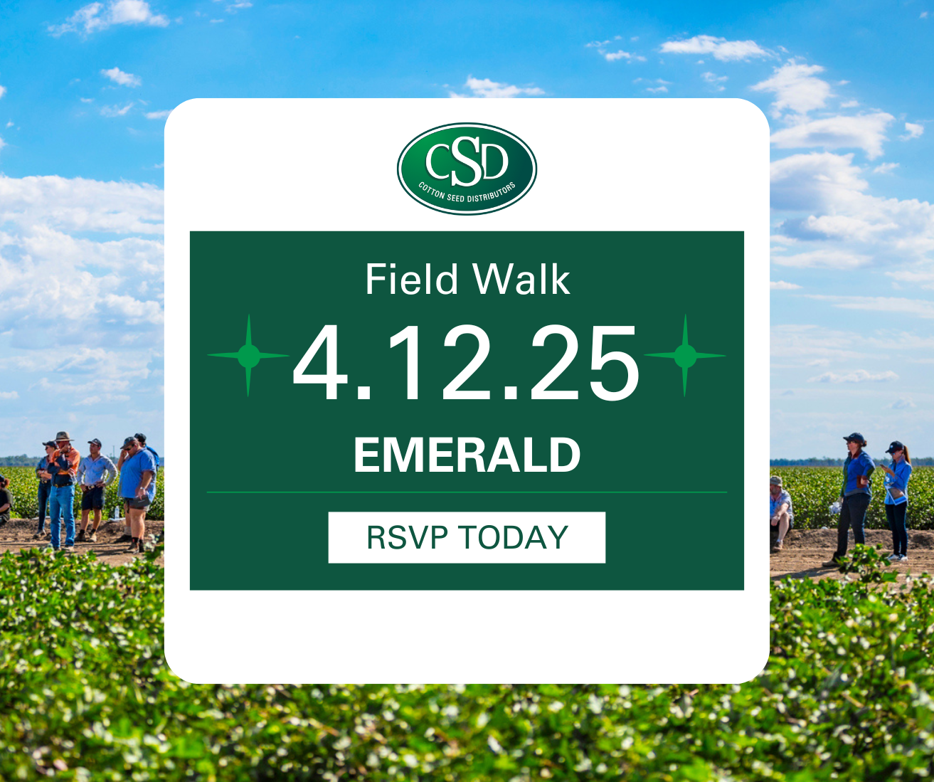 CSD Variety Field Walk – Emerald
