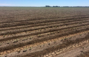 Figure 1: Shows a field has various gaps in the plant stand.