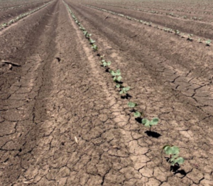 Figure 2: Shows a field that is more uniform across the field.