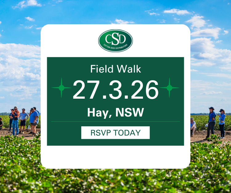 Hay Cotton Variety and Management Field Walk