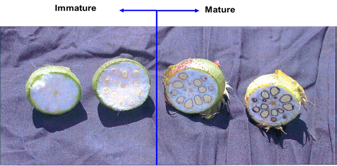 Figure 1. Seedcoats in mature bolls start to turn brown