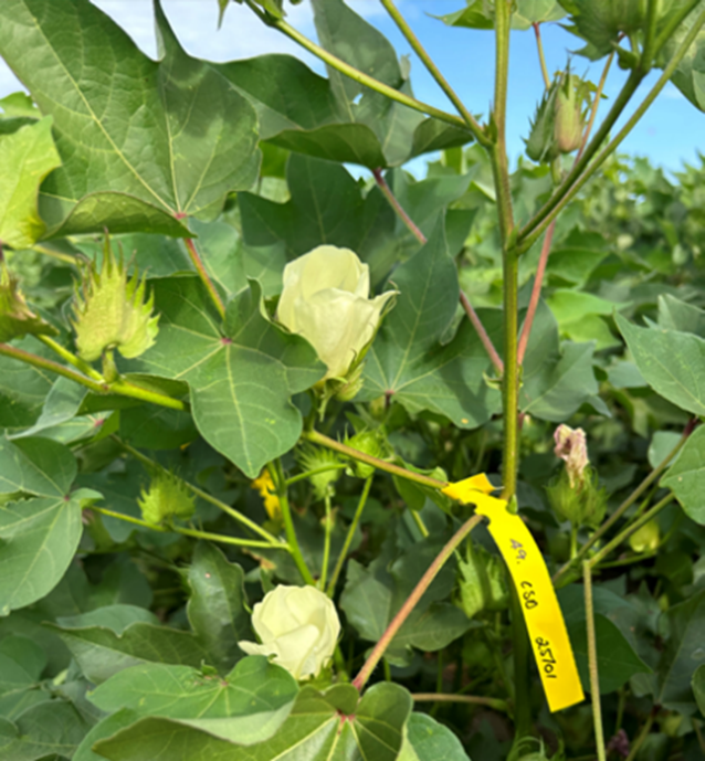 The impact of variable cotton stands on yield  (RWI022)